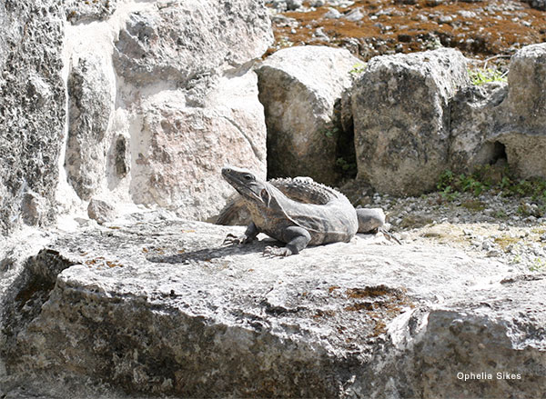 Cozumel Iguana by Ophelia Sikes