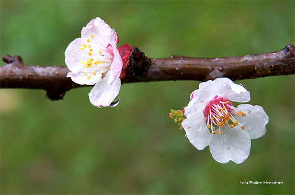 Peaches To Be by Lois Elaine Heckman